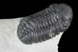 Austerops Trilobite - Ofaten, Morocco #70074-2